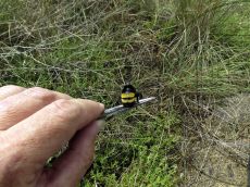 Шмель-зонатус_2